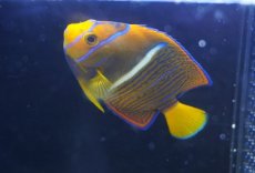 画像2: 【海水魚・ヤッコ】【通販】人工飼料OK♪パッサー（キングエンゼル）SM(個体販売）（±7cm） No.2（生体）(海水魚) (2)