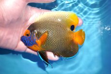 画像1: 【決算セール クーポンご利用で更に10％OFF対象商品】【海水魚・ヤッコ】【通販】人工飼料OK♪アデヤッコ（Mサイズ）(個体販売）（±11cm） （生体）(海水魚) (1)