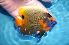 画像2: 【決算セール クーポンご利用で更に10％OFF対象商品】【海水魚・ヤッコ】【通販】人工飼料OK♪アデヤッコ（Mサイズ）(個体販売）（±11cm） （生体）(海水魚) (2)