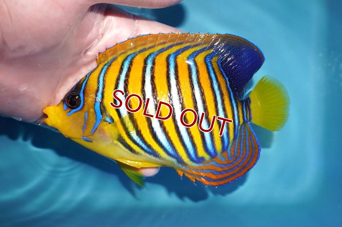 画像1: 【海水魚・ヤッコ】【通販】人工飼料OK♪インドニシキヤッコ（Lサイズ）(個体販売）（±15cm） No.1（生体）(海水魚) (1)