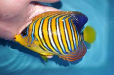 画像1: 【海水魚・ヤッコ】【通販】人工飼料OK♪インドニシキヤッコ（Lサイズ）(個体販売）（±15cm） No.1（生体）(海水魚) (1)