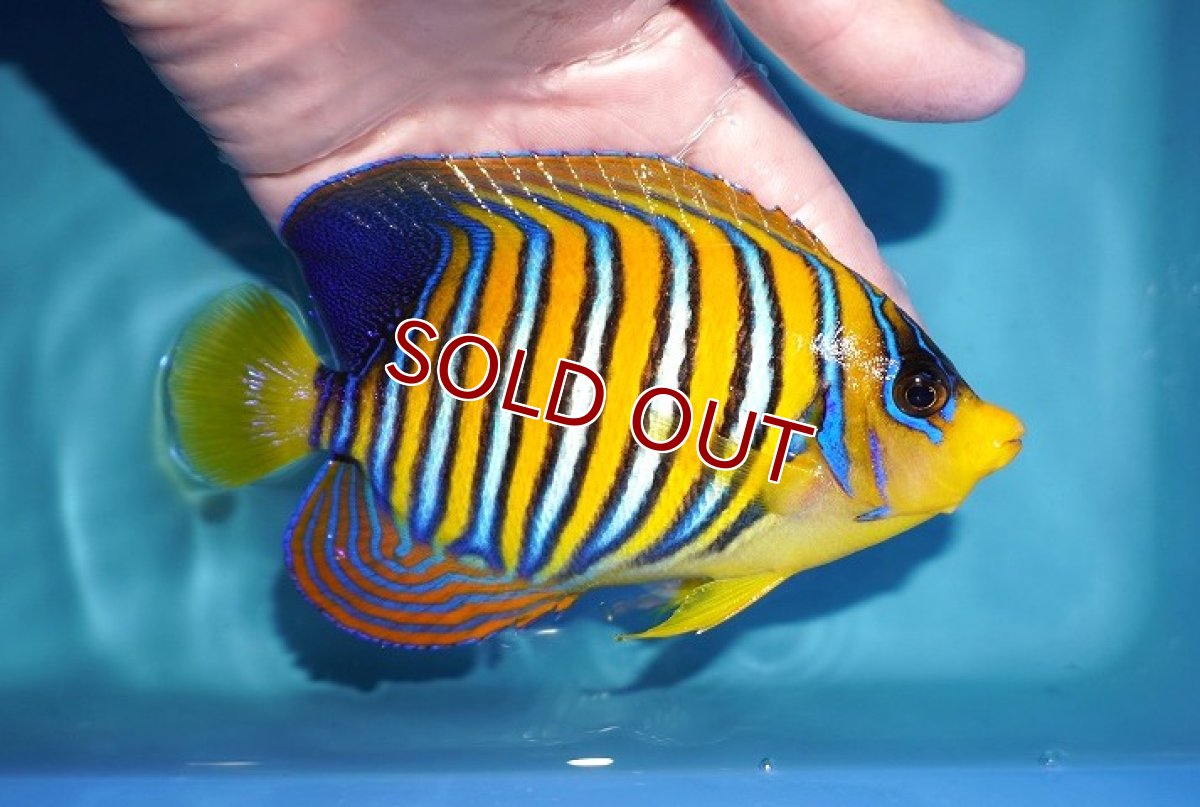 画像2: 【海水魚・ヤッコ】【通販】人工飼料OK♪インドニシキヤッコ（Lサイズ）(個体販売）（±15cm） No.1（生体）(海水魚) (2)