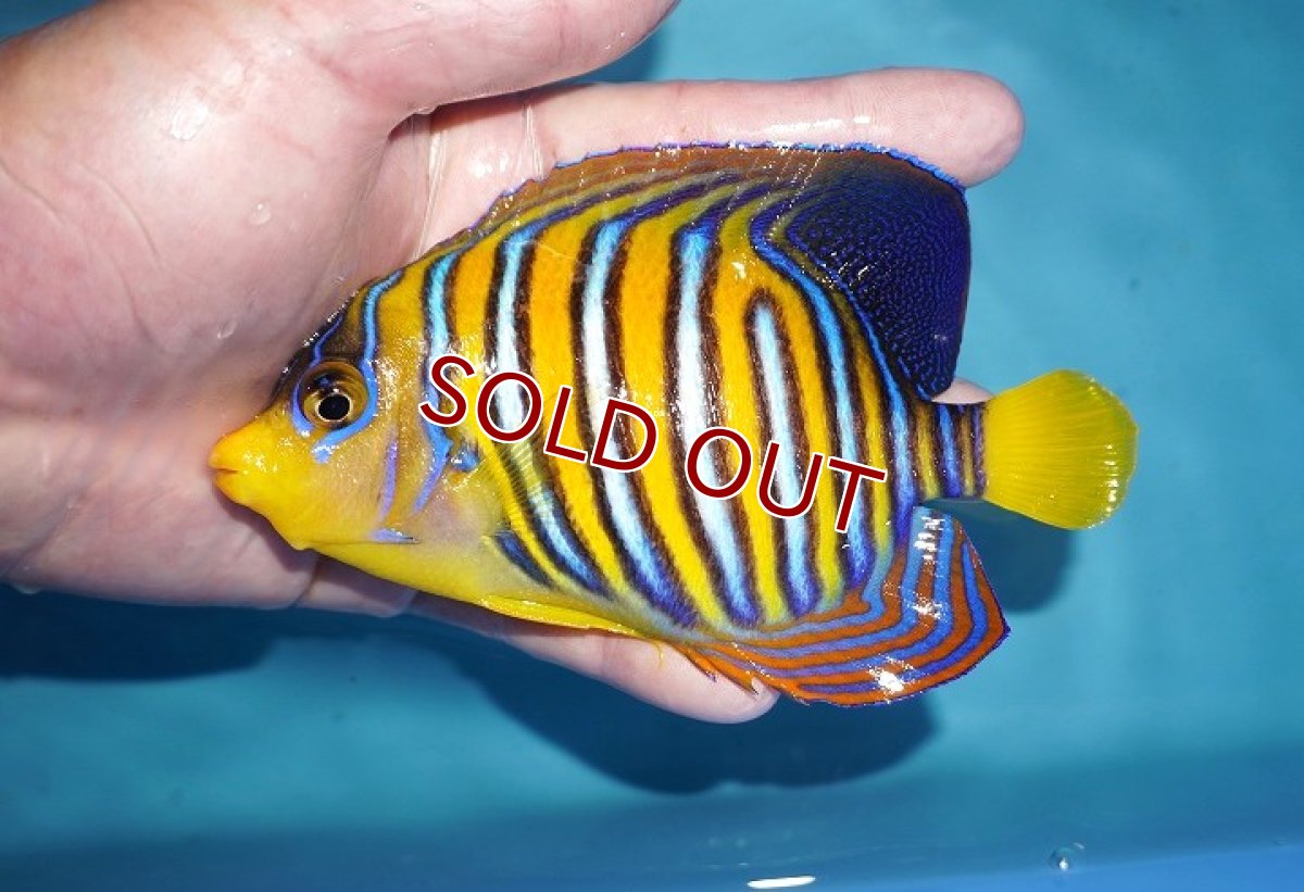 画像1: 【決算セール クーポンご利用で更に10％OFF対象商品】【海水魚・ヤッコ】【通販】状態良好♪インドニシキヤッコ（Lサイズ）(個体販売）（±14cm） No.2（生体）(海水魚) (1)