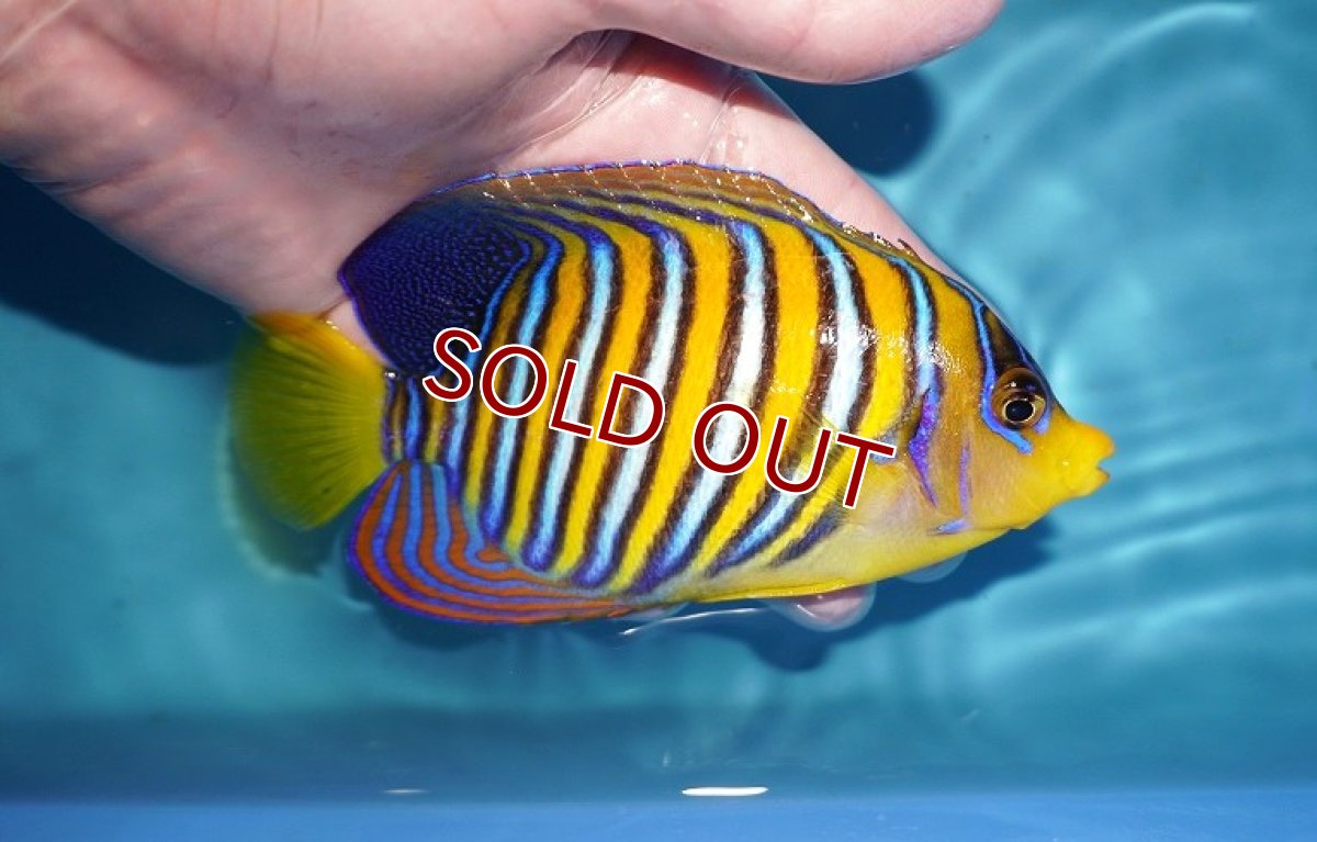 画像2: 【決算セール クーポンご利用で更に10％OFF対象商品】【海水魚・ヤッコ】【通販】状態良好♪インドニシキヤッコ（Lサイズ）(個体販売）（±14cm） No.2（生体）(海水魚) (2)