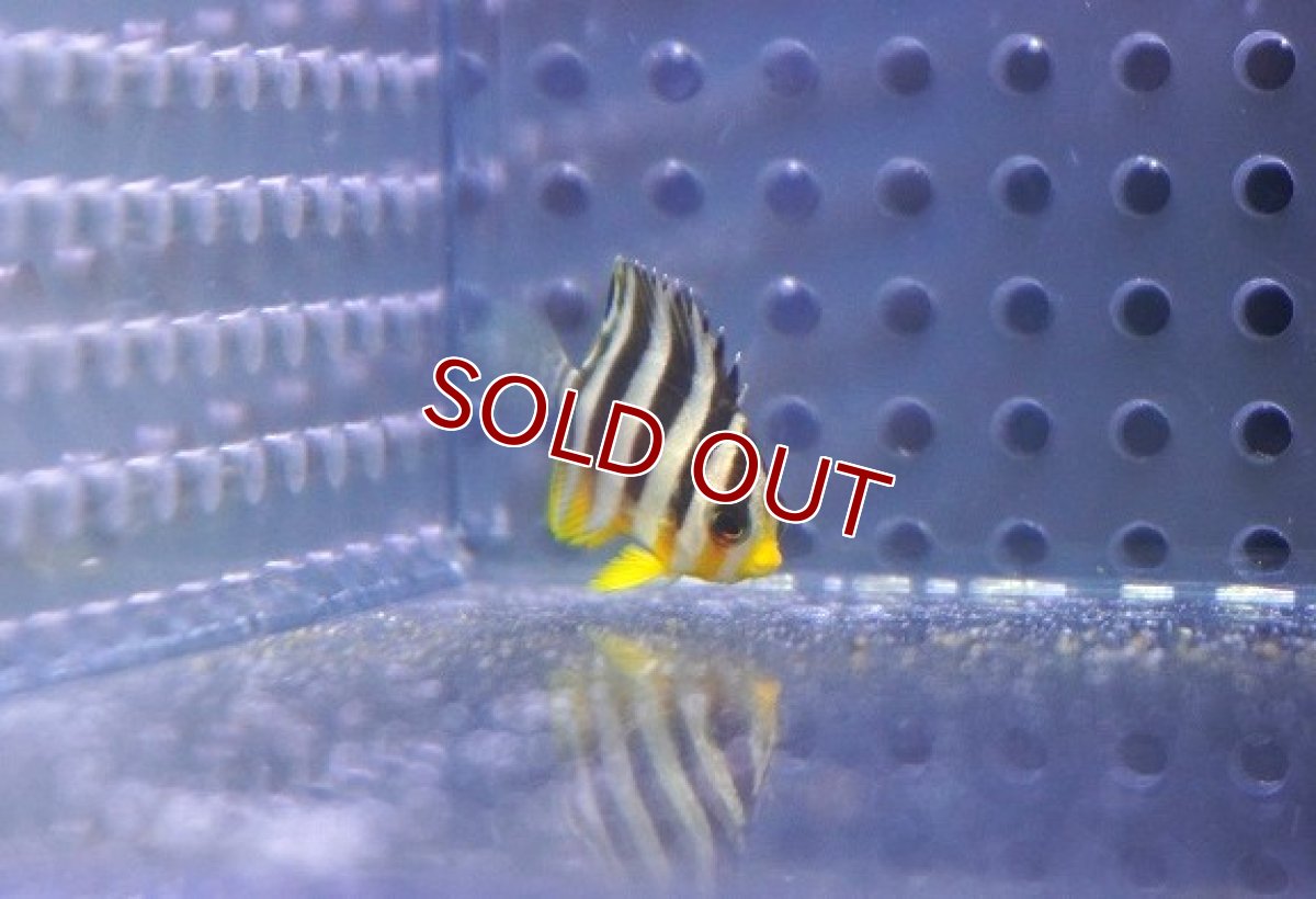 画像1: 【決算セール クーポンご利用で更に10％OFF対象商品】 【海水魚・ヤッコ】【通販】人工飼料OK♪シマヤッコ（Super Tiny）(個体販売）（±2-2.5cm） No.1（生体）(海水魚) (1)