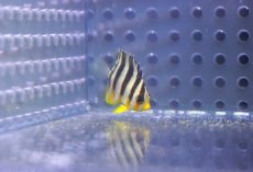 画像1: 【決算セール クーポンご利用で更に10％OFF対象商品】 【海水魚・ヤッコ】【通販】人工飼料OK♪シマヤッコ（Super Tiny）(個体販売）（±2-2.5cm） No.1（生体）(海水魚) (1)