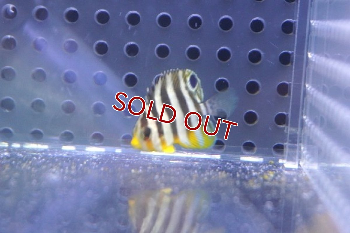 画像2: 【決算セール クーポンご利用で更に10％OFF対象商品】 【海水魚・ヤッコ】【通販】人工飼料OK♪シマヤッコ（Super Tiny）(個体販売）（±2-2.5cm） No.1（生体）(海水魚) (2)