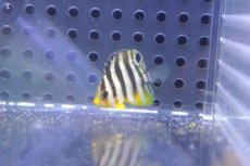 画像2: 【決算セール クーポンご利用で更に10％OFF対象商品】 【海水魚・ヤッコ】【通販】人工飼料OK♪シマヤッコ（Super Tiny）(個体販売）（±2-2.5cm） No.1（生体）(海水魚) (2)