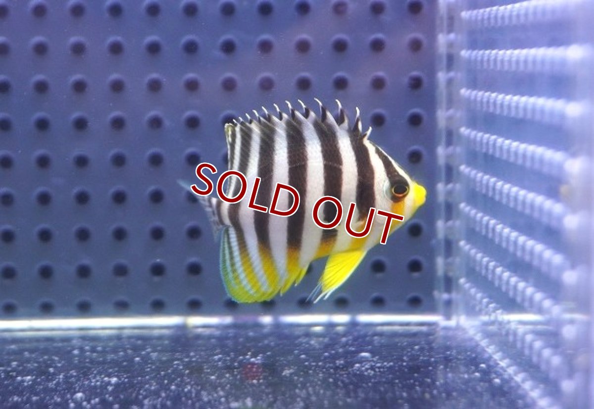 画像1: 【決算セール クーポンご利用で更に10％OFF対象商品】 【海水魚・ヤッコ】【通販】人工飼料OK♪シマヤッコ（S）(個体販売）（±4cm） No.2（生体）(海水魚) (1)