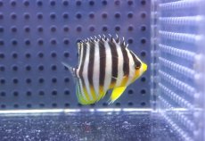 画像1: 【決算セール クーポンご利用で更に10％OFF対象商品】 【海水魚・ヤッコ】【通販】人工飼料OK♪シマヤッコ（S）(個体販売）（±4cm） No.2（生体）(海水魚) (1)