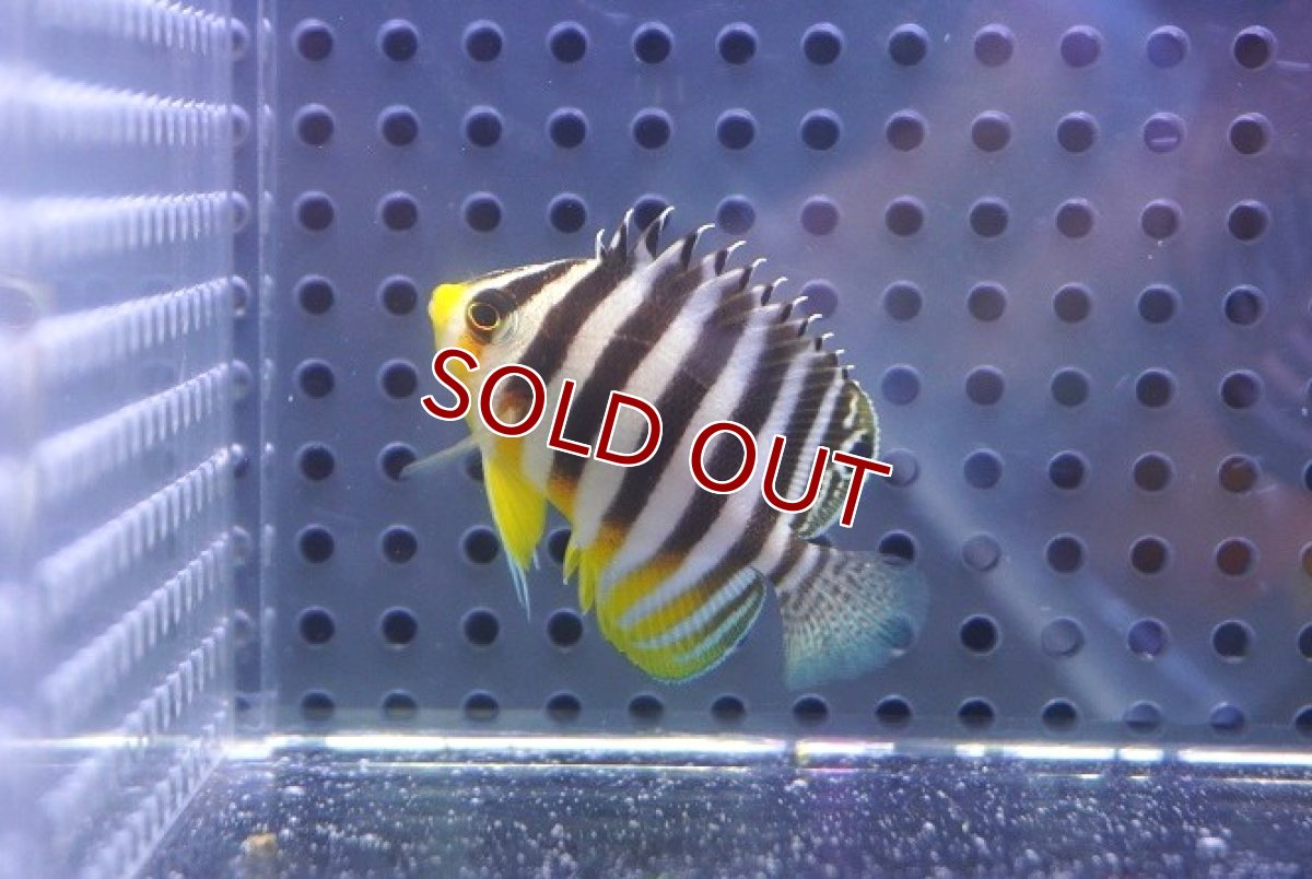 画像2: 【決算セール クーポンご利用で更に10％OFF対象商品】 【海水魚・ヤッコ】【通販】人工飼料OK♪シマヤッコ（S）(個体販売）（±4cm） No.2（生体）(海水魚) (2)