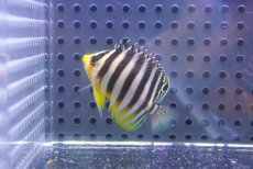 画像2: 【決算セール クーポンご利用で更に10％OFF対象商品】 【海水魚・ヤッコ】【通販】人工飼料OK♪シマヤッコ（S）(個体販売）（±4cm） No.2（生体）(海水魚) (2)