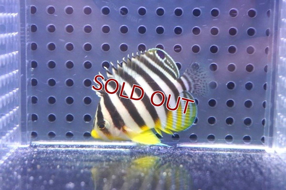 画像1: 【決算セール クーポンご利用で更に10％OFF対象商品】 【海水魚・ヤッコ】【通販】状態良好♪シマヤッコ（S）(個体販売）（±4.5cm） No.3（生体）(海水魚) (1)