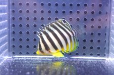 画像1: 【決算セール クーポンご利用で更に10％OFF対象商品】 【海水魚・ヤッコ】【通販】状態良好♪シマヤッコ（S）(個体販売）（±4.5cm） No.3（生体）(海水魚) (1)