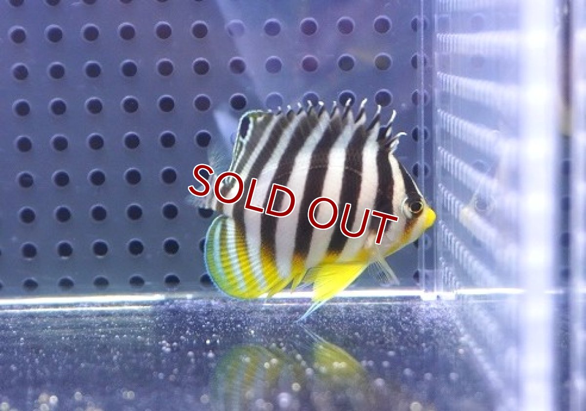 画像2: 【決算セール クーポンご利用で更に10％OFF対象商品】 【海水魚・ヤッコ】【通販】状態良好♪シマヤッコ（S）(個体販売）（±4.5cm） No.3（生体）(海水魚) (2)