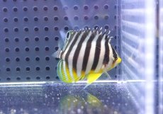 画像2: 【決算セール クーポンご利用で更に10％OFF対象商品】 【海水魚・ヤッコ】【通販】状態良好♪シマヤッコ（S）(個体販売）（±4.5cm） No.3（生体）(海水魚) (2)