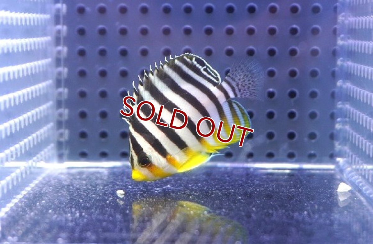 画像1: 【決算セール クーポンご利用で更に10％OFF対象商品】 【海水魚・ヤッコ】【通販】人工飼料OK♪シマヤッコ（S）(個体販売）（±4.5cm） No.4（生体）(海水魚) (1)