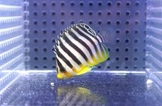 画像1: 【決算セール クーポンご利用で更に10％OFF対象商品】 【海水魚・ヤッコ】【通販】人工飼料OK♪シマヤッコ（S）(個体販売）（±4.5cm） No.4（生体）(海水魚) (1)