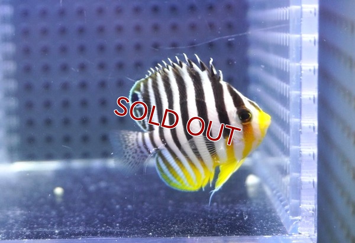 画像2: 【決算セール クーポンご利用で更に10％OFF対象商品】 【海水魚・ヤッコ】【通販】人工飼料OK♪シマヤッコ（S）(個体販売）（±4.5cm） No.4（生体）(海水魚) (2)