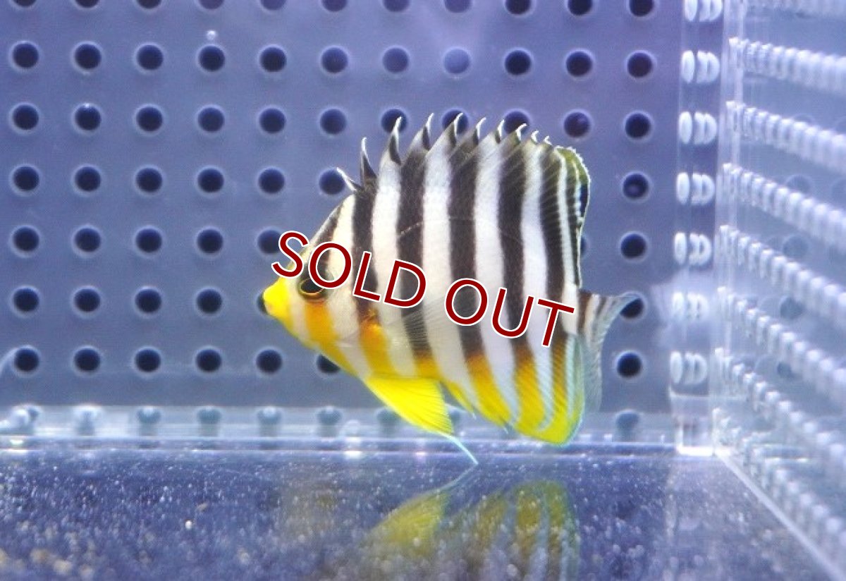 画像1: 【決算セール クーポンご利用で更に10％OFF対象商品】 【海水魚・ヤッコ】【通販】人工飼料OK♪シマヤッコ（S）(個体販売）（±4.5cm） No.5（生体）(海水魚) (1)