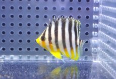 画像1: 【決算セール クーポンご利用で更に10％OFF対象商品】 【海水魚・ヤッコ】【通販】人工飼料OK♪シマヤッコ（S）(個体販売）（±4.5cm） No.5（生体）(海水魚) (1)