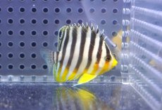 画像2: 【決算セール クーポンご利用で更に10％OFF対象商品】 【海水魚・ヤッコ】【通販】人工飼料OK♪シマヤッコ（S）(個体販売）（±4.5cm） No.5（生体）(海水魚) (2)