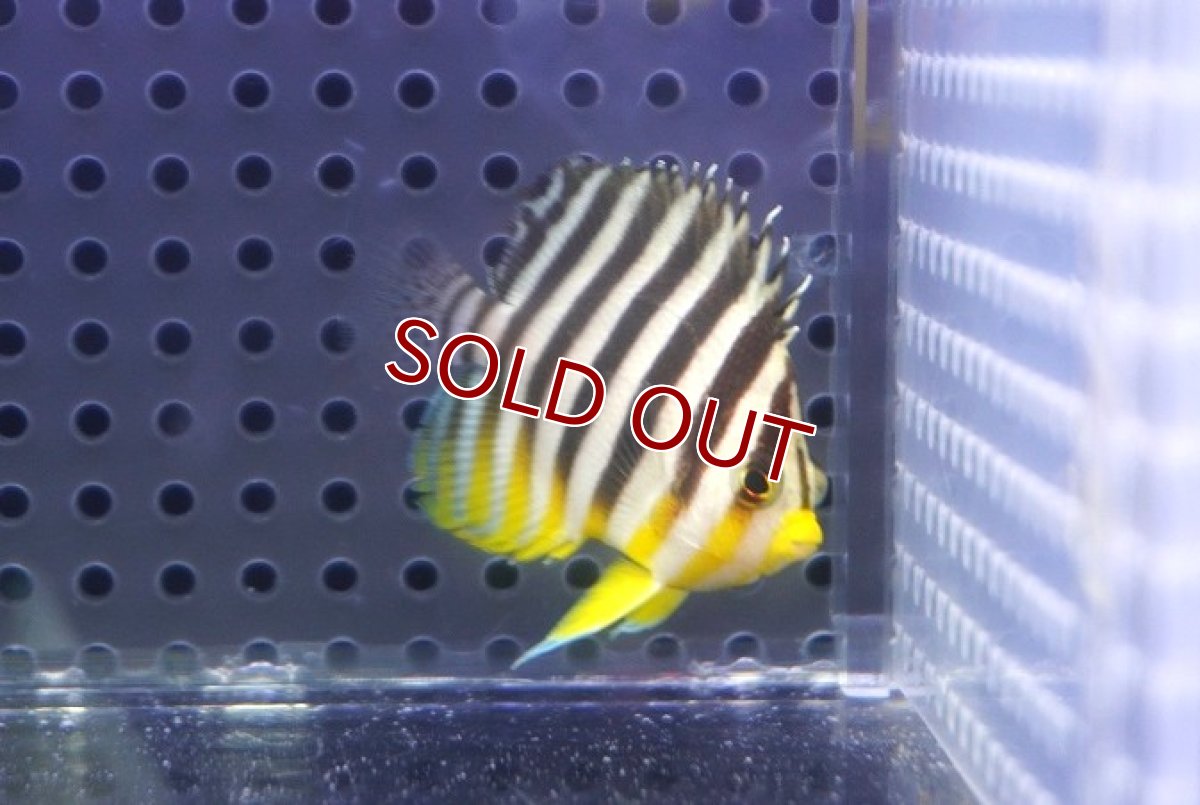 画像1: 【決算セール クーポンご利用で更に10％OFF対象商品】 【海水魚・ヤッコ】【通販】状態良好♪シマヤッコ（S）(個体販売）（±4.5cm） No.6（生体）(海水魚) (1)