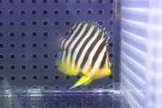 画像1: 【決算セール クーポンご利用で更に10％OFF対象商品】 【海水魚・ヤッコ】【通販】状態良好♪シマヤッコ（S）(個体販売）（±4.5cm） No.6（生体）(海水魚) (1)