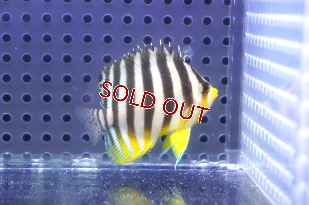 画像2: 【決算セール クーポンご利用で更に10％OFF対象商品】 【海水魚・ヤッコ】【通販】状態良好♪シマヤッコ（S）(個体販売）（±4.5cm） No.6（生体）(海水魚) (2)