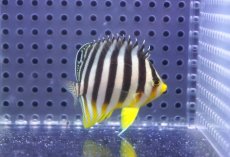 画像1: 【決算セール クーポンご利用で更に10％OFF対象商品】 【海水魚・ヤッコ】【通販】状態良好♪シマヤッコ（SM）(個体販売）（±5cm） No.7（生体）(海水魚) (1)