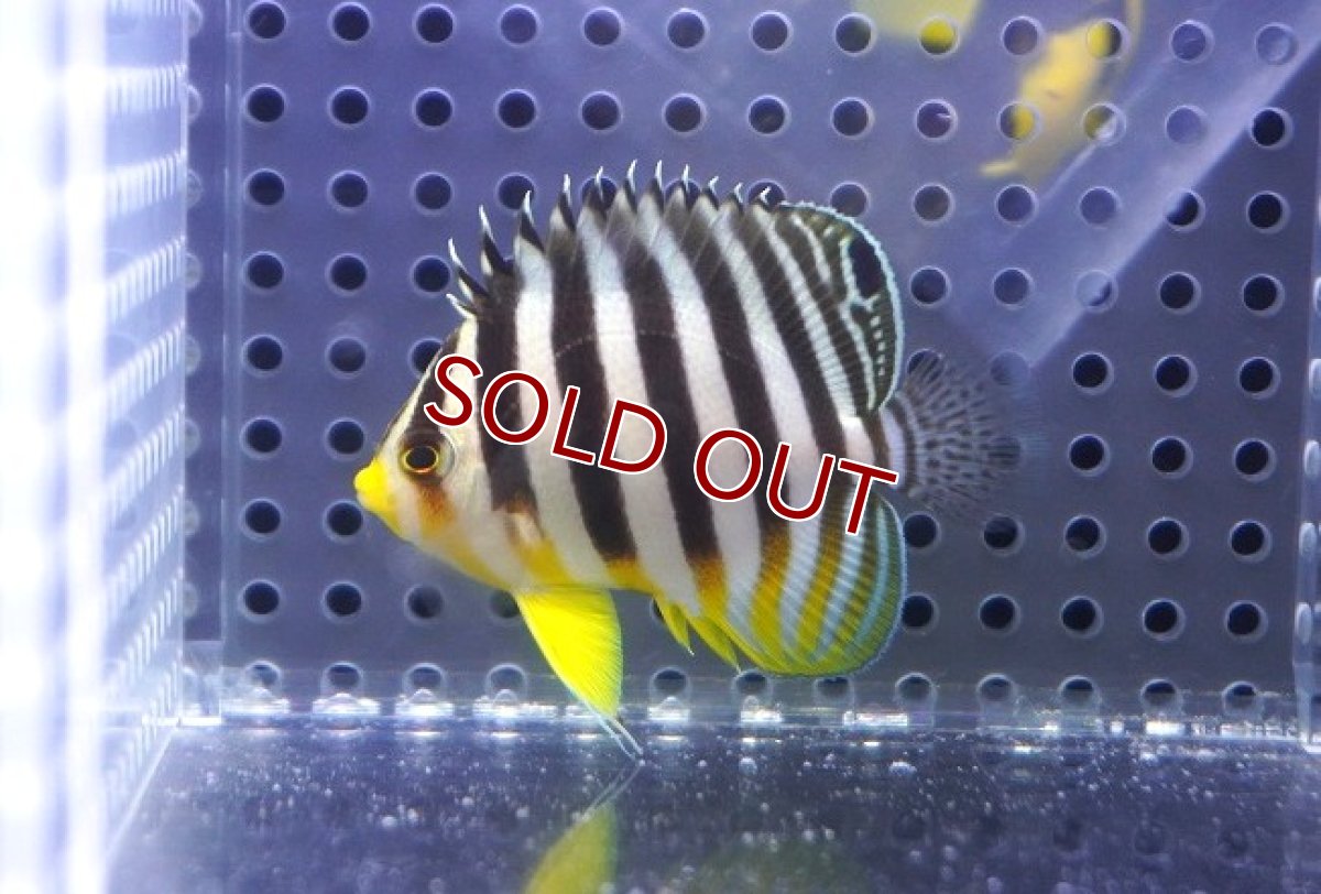 画像2: 【決算セール クーポンご利用で更に10％OFF対象商品】 【海水魚・ヤッコ】【通販】状態良好♪シマヤッコ（SM）(個体販売）（±5cm） No.7（生体）(海水魚) (2)