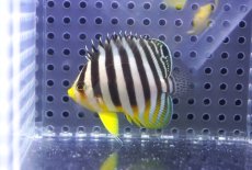 画像2: 【決算セール クーポンご利用で更に10％OFF対象商品】 【海水魚・ヤッコ】【通販】状態良好♪シマヤッコ（SM）(個体販売）（±5cm） No.7（生体）(海水魚) (2)