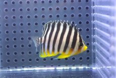 画像1: 【決算セール クーポンご利用で更に10％OFF対象商品】 【海水魚・ヤッコ】【通販】人工飼料OK♪シマヤッコ（SM）(個体販売）（±5cm） No.9（生体）(海水魚) (1)