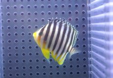 画像2: 【決算セール クーポンご利用で更に10％OFF対象商品】 【海水魚・ヤッコ】【通販】人工飼料OK♪シマヤッコ（SM）(個体販売）（±5cm） No.9（生体）(海水魚) (2)