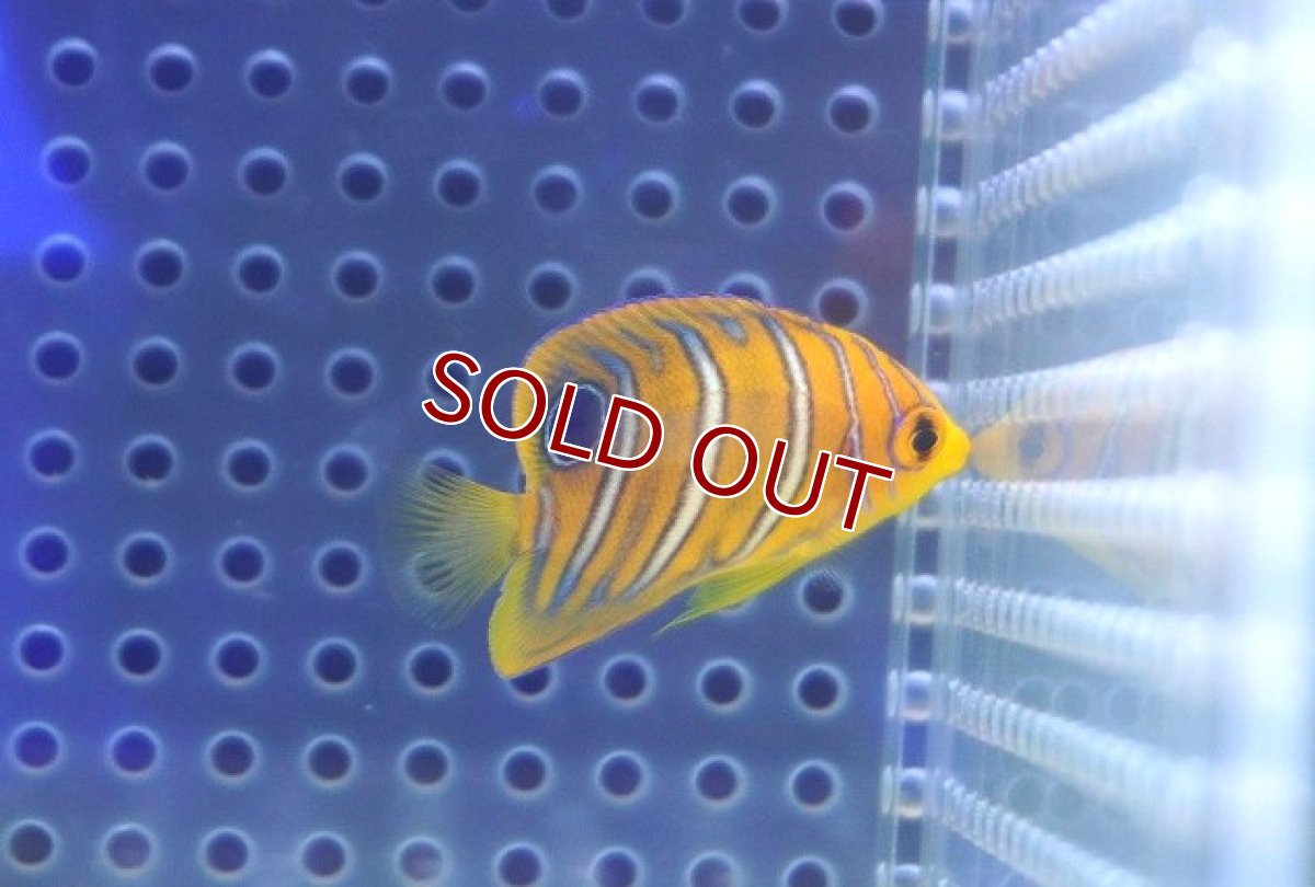 画像1: 【決算セール クーポンご利用で更に10％OFF対象商品】 【海水魚・ヤッコ】【通販】状態良好♪【モルディブ産】インドニシキヤッコ（Tiny)(個体販売）（±3.5-4cm） No.1（生体）(海水魚) (1)