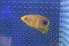 画像2: 【決算セール クーポンご利用で更に10％OFF対象商品】 【海水魚・ヤッコ】【通販】状態良好♪【モルディブ産】インドニシキヤッコ（Tiny)(個体販売）（±3.5-4cm） No.1（生体）(海水魚) (2)