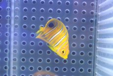 画像1: 【決算セール クーポンご利用で更に10％OFF対象商品】 【海水魚・ヤッコ】【通販】状態良好♪【モルディブ産】インドニシキヤッコ（Tiny)(個体販売）（±3.5-4cm） No.2（生体）(海水魚) (1)