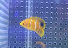 画像2: 【決算セール クーポンご利用で更に10％OFF対象商品】 【海水魚・ヤッコ】【通販】状態良好♪【モルディブ産】インドニシキヤッコ（Tiny)(個体販売）（±3.5-4cm） No.2（生体）(海水魚) (2)