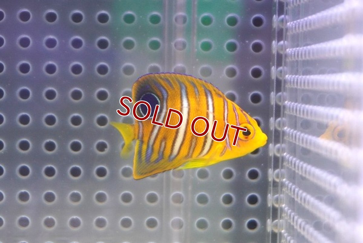 画像1: 【決算セール クーポンご利用で更に10％OFF対象商品】 【海水魚・ヤッコ】【通販】状態良好♪【モルディブ産】インドニシキヤッコ（XS)(個体販売）（±4cm） No.3（生体）(海水魚) (1)