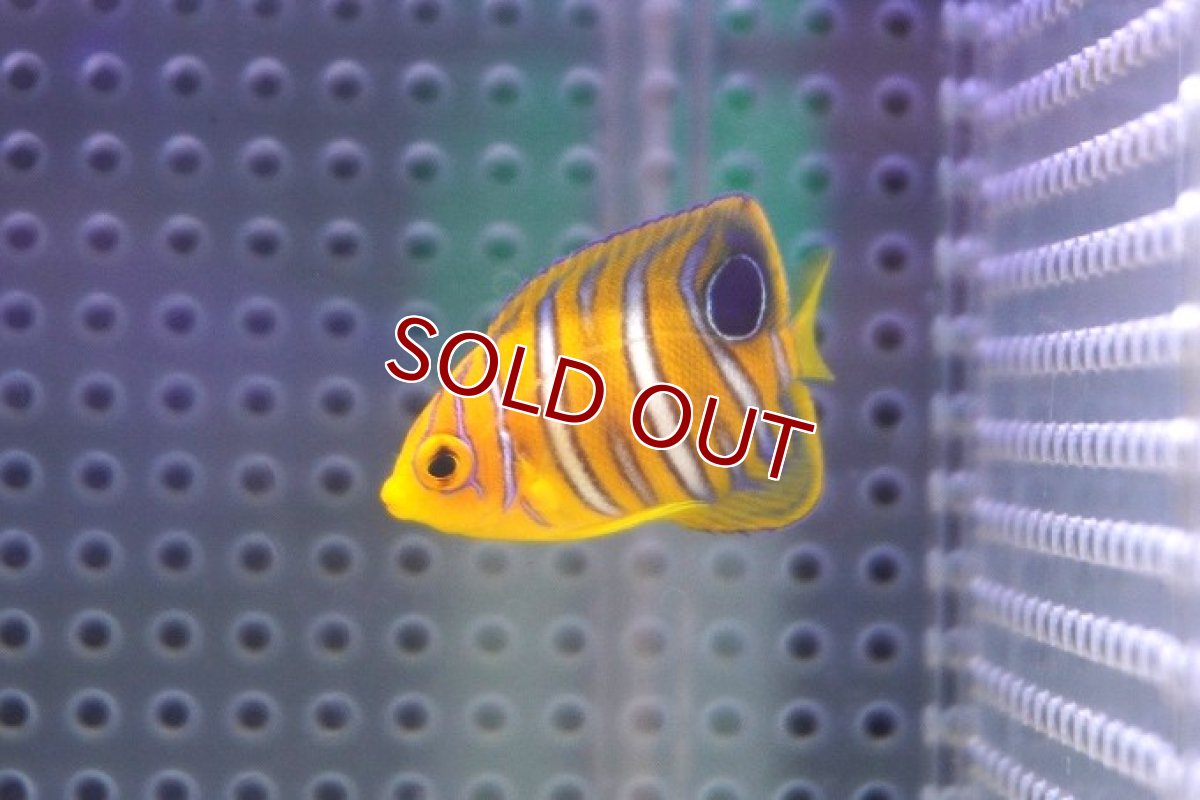 画像2: 【決算セール クーポンご利用で更に10％OFF対象商品】 【海水魚・ヤッコ】【通販】状態良好♪【モルディブ産】インドニシキヤッコ（XS)(個体販売）（±4cm） No.3（生体）(海水魚) (2)