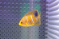 画像2: 【決算セール クーポンご利用で更に10％OFF対象商品】 【海水魚・ヤッコ】【通販】状態良好♪【モルディブ産】インドニシキヤッコ（XS)(個体販売）（±4cm） No.3（生体）(海水魚) (2)