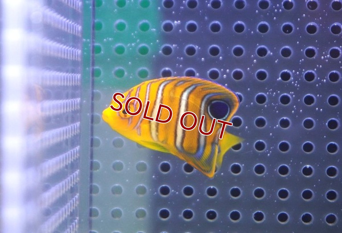 画像1: 【決算セール クーポンご利用で更に10％OFF対象商品】 【海水魚・ヤッコ】【通販】状態良好♪【モルディブ産】インドニシキヤッコ（XS)(個体販売）（±4cm） No.4（生体）(海水魚) (1)