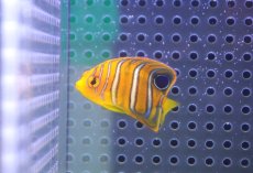 画像1: 【決算セール クーポンご利用で更に10％OFF対象商品】 【海水魚・ヤッコ】【通販】状態良好♪【モルディブ産】インドニシキヤッコ（XS)(個体販売）（±4cm） No.4（生体）(海水魚) (1)