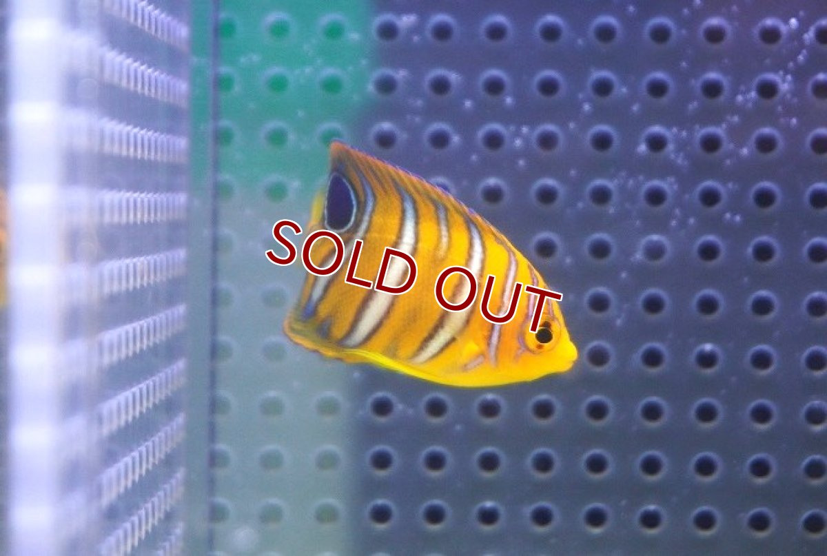 画像2: 【決算セール クーポンご利用で更に10％OFF対象商品】 【海水魚・ヤッコ】【通販】状態良好♪【モルディブ産】インドニシキヤッコ（XS)(個体販売）（±4cm） No.4（生体）(海水魚) (2)