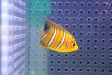 画像2: 【決算セール クーポンご利用で更に10％OFF対象商品】 【海水魚・ヤッコ】【通販】状態良好♪【モルディブ産】インドニシキヤッコ（XS)(個体販売）（±4cm） No.4（生体）(海水魚) (2)