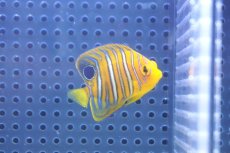 画像1: 【決算セール クーポンご利用で更に10％OFF対象商品】 【海水魚・ヤッコ】【通販】状態良好♪【モルディブ産】インドニシキヤッコ（XS)(個体販売）（±5cm） No.5（生体）(海水魚) (1)