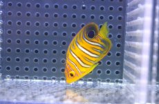 画像2: 【決算セール クーポンご利用で更に10％OFF対象商品】 【海水魚・ヤッコ】【通販】状態良好♪【モルディブ産】インドニシキヤッコ（XS)(個体販売）（±5cm） No.5（生体）(海水魚) (2)