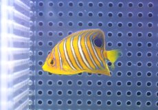 画像1: 【決算セール クーポンご利用で更に10％OFF対象商品】 【海水魚・ヤッコ】【通販】状態良好♪【モルディブ産】インドニシキヤッコ（XS)(個体販売）（±5cm） No.6（生体）(海水魚) (1)