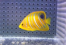 画像1: 【決算セール クーポンご利用で更に10％OFF対象商品】 【海水魚・ヤッコ】【通販】状態良好♪【モルディブ産】インドニシキヤッコ（XS)(個体販売）（±5cm） No.7（生体）(海水魚) (1)