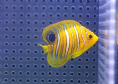 画像2: 【決算セール クーポンご利用で更に10％OFF対象商品】 【海水魚・ヤッコ】【通販】状態良好♪【モルディブ産】インドニシキヤッコ（XS)(個体販売）（±5cm） No.7（生体）(海水魚) (2)